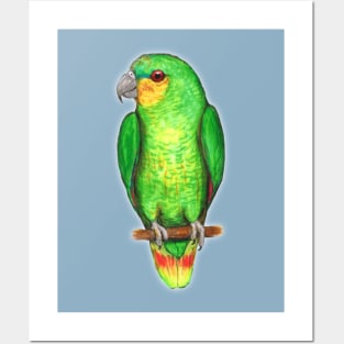 Orange winged amazon parrot Posters and Art